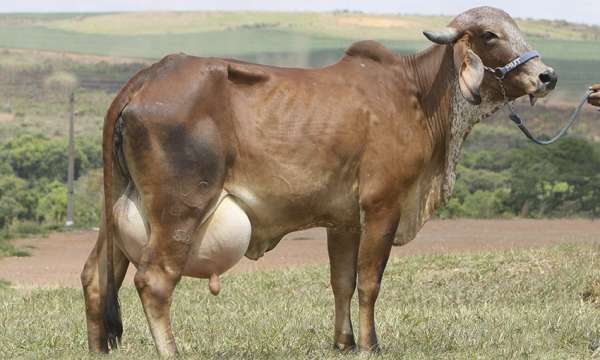 ISIDORA MUT 1413 - IRMÃ PATERNA