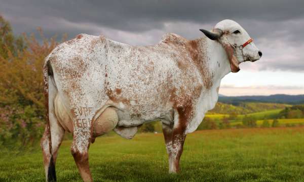 Mãe